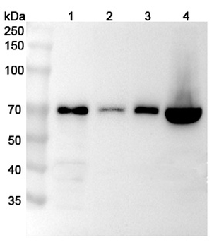 GBP1 Rabbit Polyclonal Antibody