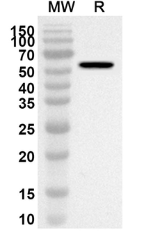 MICAL1 Rabbit Polyclonal Antibody