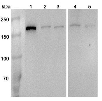 RPTOR Rabbit Polyclonal Antibody