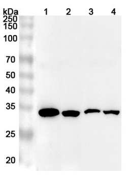ELAVL1 Rabbit Polyclonal Antibody