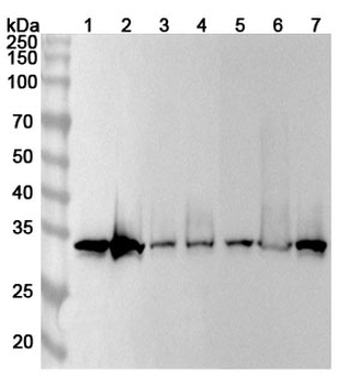 ELAVL1 Rabbit Polyclonal Antibody