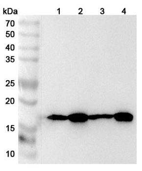 TOMM20 Rabbit Polyclonal Antibody
