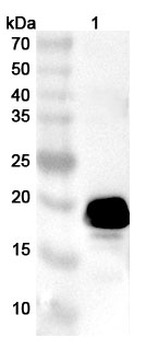 Lassa virus/LASV GPC Rabbit Polyclonal Antibody