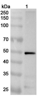 Rabies virus/RABV G/Glycoprotein Rabbit Polyclonal Antibody