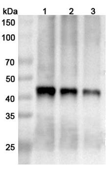 Nipah virus/HeV F/Fusion glycoprotein F0 Rabbit Polyclonal Antibody