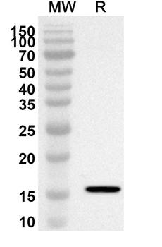 Monkeypox virus/MPXV D6L Rabbit Polyclonal Antibody