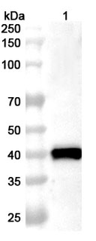 Monkeypox virus/MPXV A29L Rabbit Polyclonal Antibody