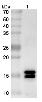 Monkeypox virus/MPXV L1R Rabbit Polyclonal Antibody