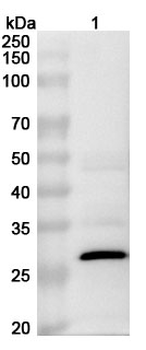 MPXV H3L Rabbit Polyclonal Antibody