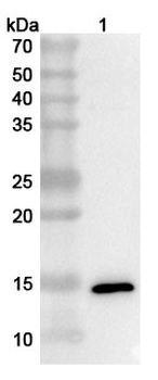 Monkeypox virus/MPXV A33R Rabbit Polyclonal Antibody