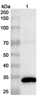 TBEV NS5 Rabbit Polyclonal Antibody