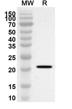CD257/TNFSF13B Rabbit Polyclonal Antibody