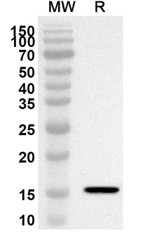 LAMTOR3 Rabbit Polyclonal Antibody
