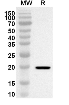 CD299/CLEC4M Rabbit Polyclonal Antibody