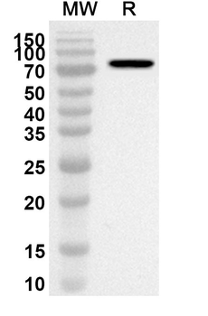FKBP4 Rabbit Polyclonal Antibody