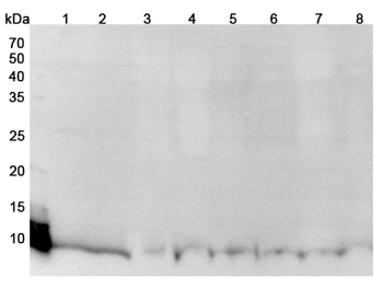 S100A12 Rabbit Polyclonal Antibody