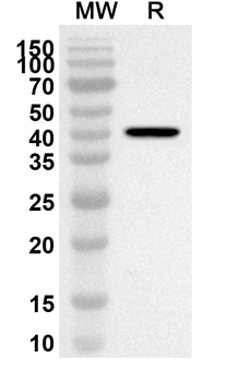 CD172a/SIRPA Rabbit Polyclonal Antibody