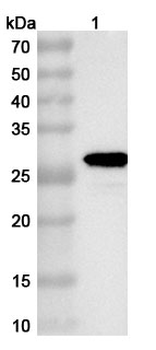 E1B-55K/E1B-495R Rabbit Polyclonal Antibody