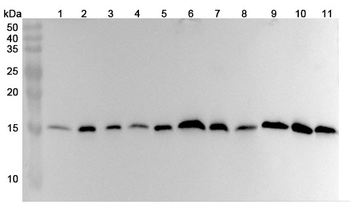FIS1 Rabbit Polyclonal Antibody