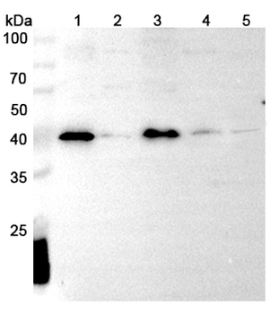 IL36A/IL-1F6 Rabbit Polyclonal Antibody