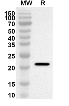 IL17C Rabbit Polyclonal Antibody