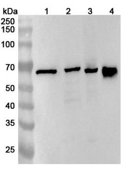 SLC40A1 Rabbit Polyclonal Antibody