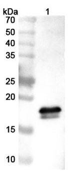 ZG16B Rabbit Polyclonal Antibody