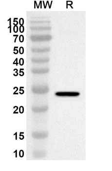 FAM3C Rabbit Polyclonal Antibody