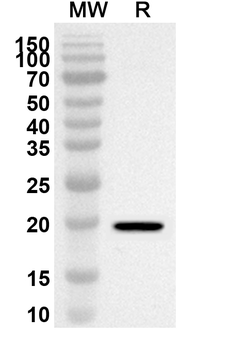 ZC3H12A Rabbit Polyclonal Antibody