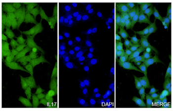 IL17A Rabbit Polyclonal Antibody