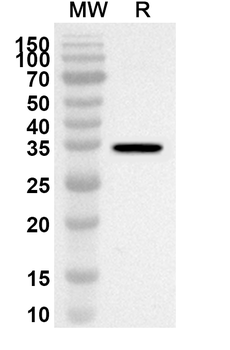 MAPK11 Rabbit Polyclonal Antibody