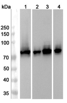 CRMP1 Rabbit Polyclonal Antibody