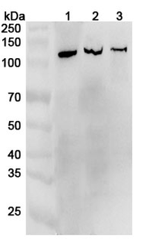 LRP8 Rabbit Polyclonal Antibody