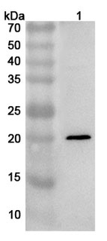 HSPB3 Rabbit Polyclonal Antibody