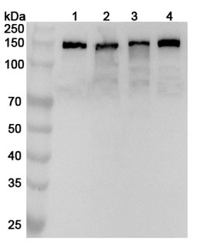 GM130/GOLGA2 Rabbit Polyclonal Antibody