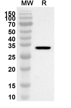 F2RL1 Rabbit Polyclonal Antibody