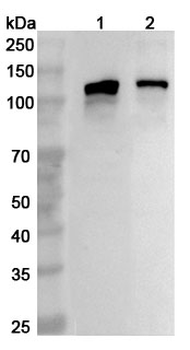 CD135/FLT3 Rabbit Polyclonal Antibody