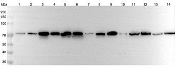 HSPA1L Rabbit Polyclonal Antibody