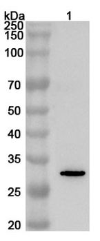 AQP1 Rabbit Polyclonal Antibody