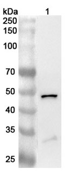 CASP1/Caspase-1 Rabbit Polyclonal Antibody