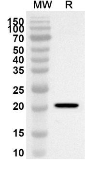 CD179b/IGLL1 Rabbit Polyclonal Antibody