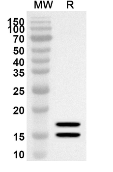 AREG Rabbit Polyclonal Antibody