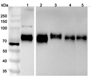 CD155/PVR Rabbit Polyclonal Antibody