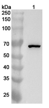 BRAF Rabbit Polyclonal Antibody