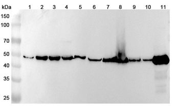 ENO3 Rabbit Polyclonal Antibody