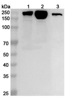 MYH7 Rabbit Polyclonal Antibody