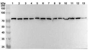 HSPA8 Rabbit Polyclonal Antibody