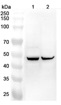 THRB Rabbit Polyclonal Antibody