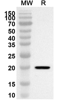 IL3 Rabbit Polyclonal Antibody