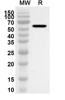 CD115/CSF1R Rabbit Polyclonal Antibody